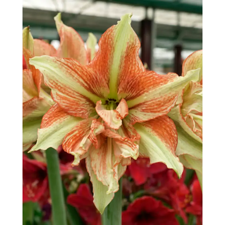 Bulbo Amaryllis Bentley 26/28 1