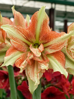 Bulbo Amaryllis Bentley 26/28