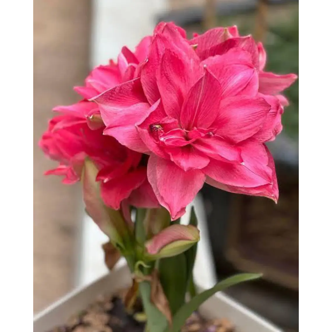 Bulbo Amaryllis Candy Nymph 26/28 1