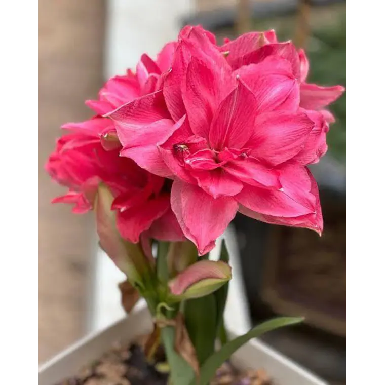 Bulbo Amaryllis Candy Nymph 26/28 1