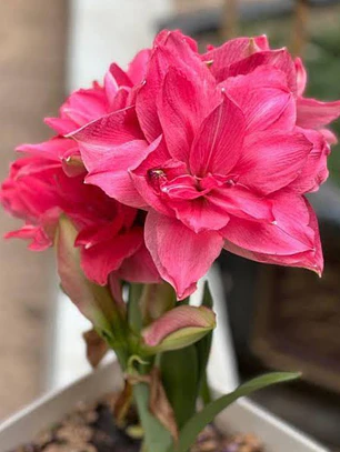 Bulbo Amaryllis Candy Nymph 26/28