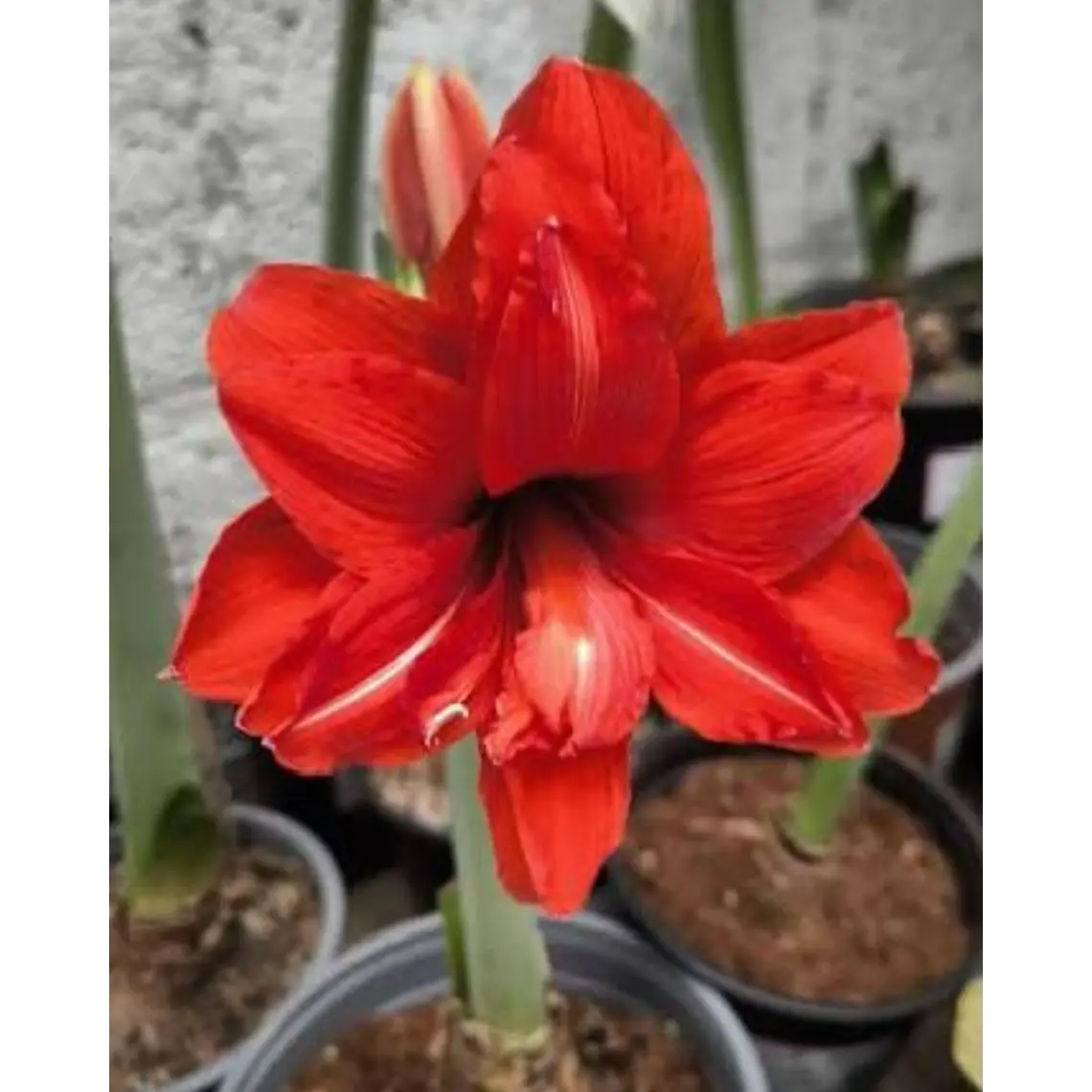 Bulbo Amaryllis Celica 24/26 1
