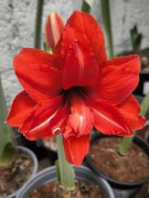 Bulbo Amaryllis Celica 24/26