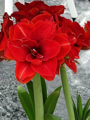 Bulbo Amaryllis Cherry Nymph 26/28