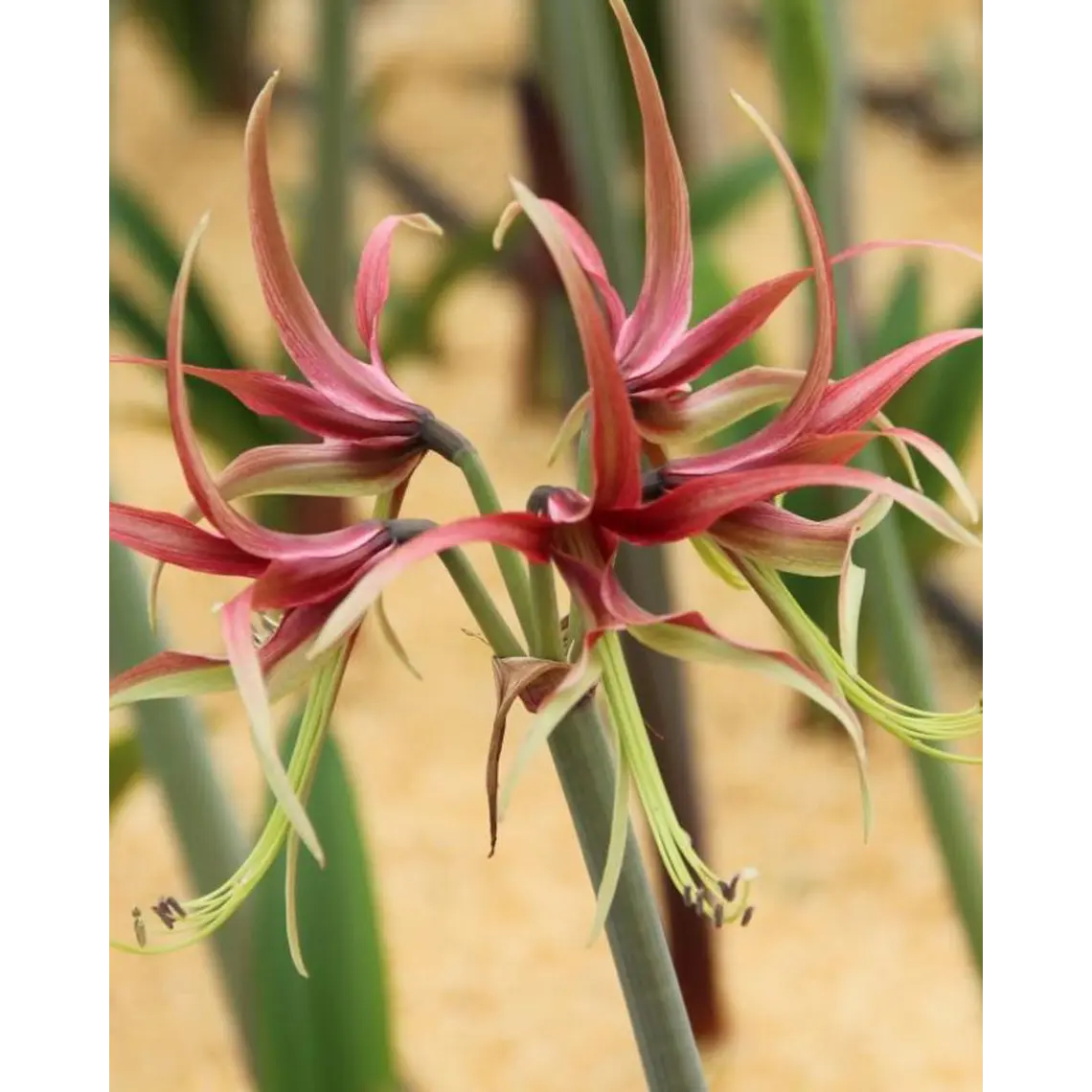 Bulbo Amaryllis Chico 22/24  1