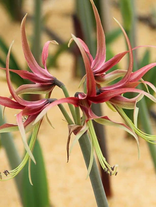 Bulbo Amaryllis Chico 22/24 
