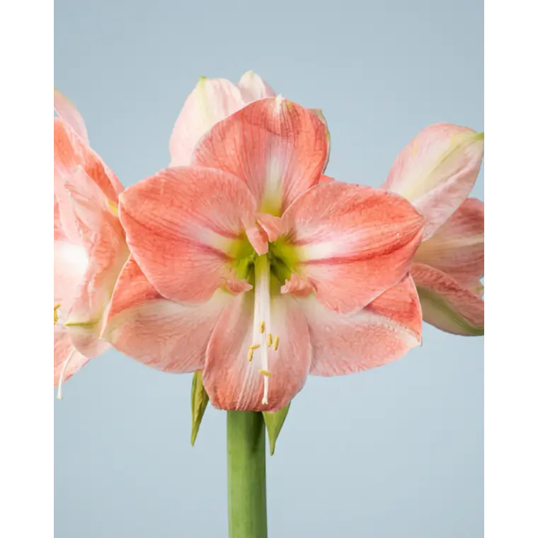Bulbo Amaryllis Darling 26/28 1