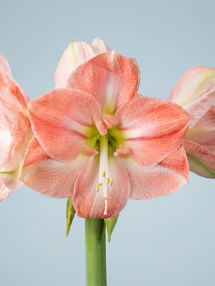 Bulbo Amaryllis Darling 26/28