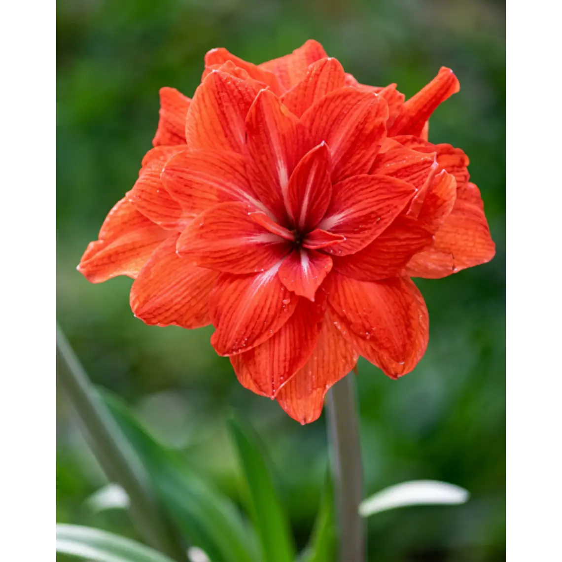 Bulbo Amaryllis Double Circus 26/28 1