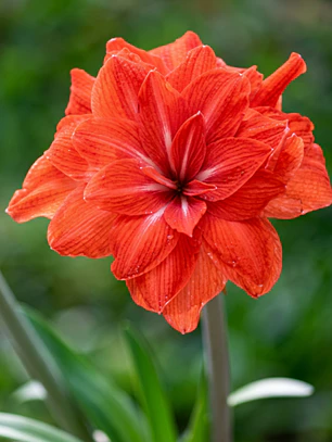Bulbo Amaryllis Double Circus 26/28