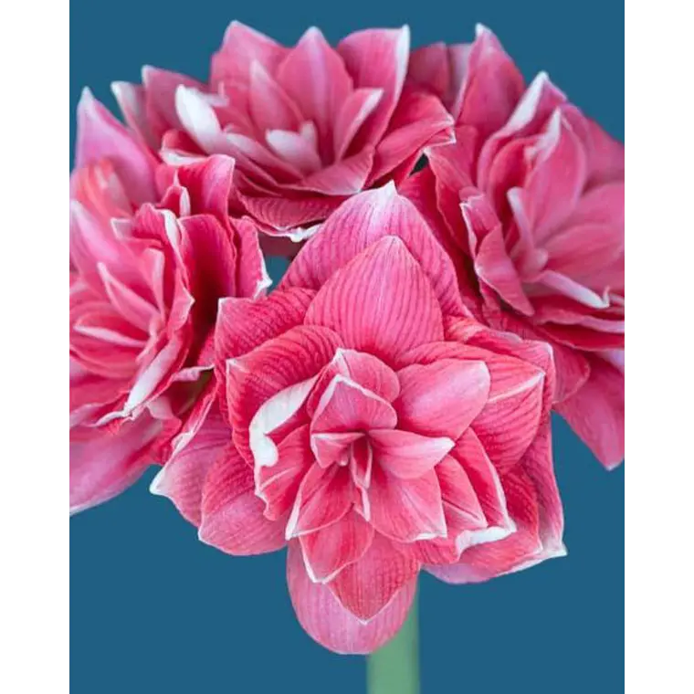 Bulbo Amaryllis Double Dream 26/28 1