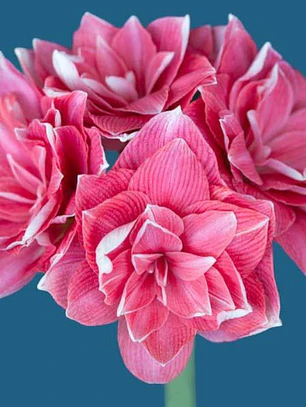 Bulbo Amaryllis Double Dream 26/28