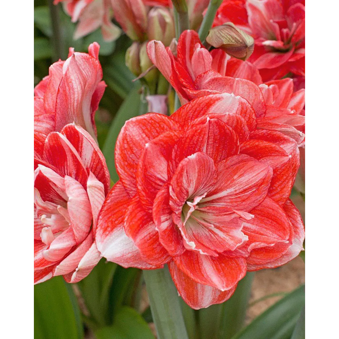 Bulbo Amaryllis Double Shine 22/24 1