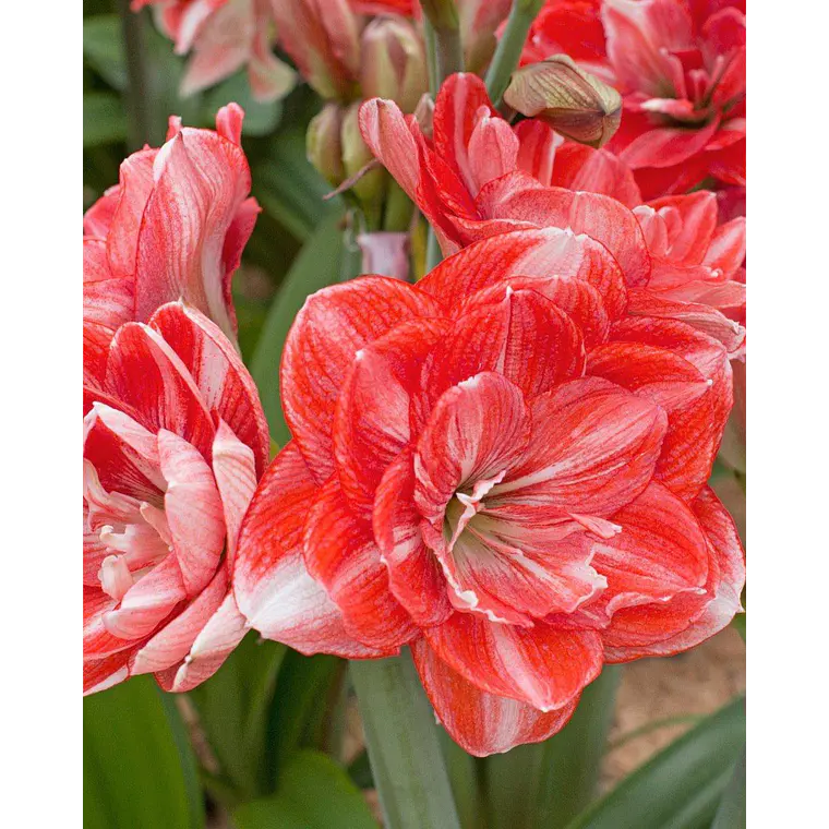 Bulbo Amaryllis Double Shine 22/24 1