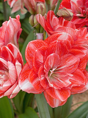 Bulbo Amaryllis Double Shine 22/24