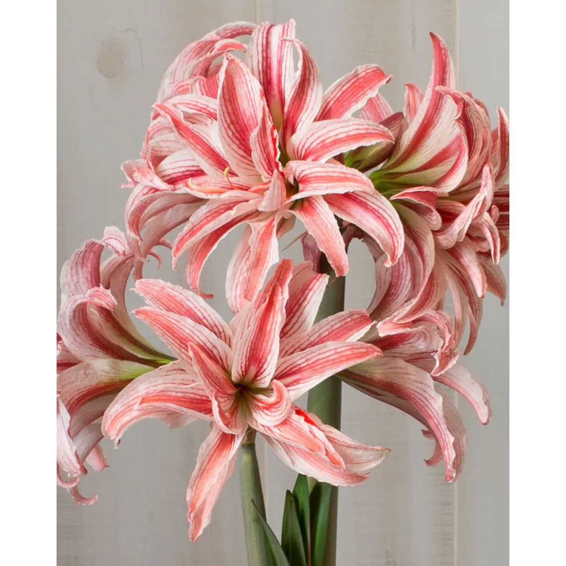Bulbo Amaryllis Doublet 26/28 1