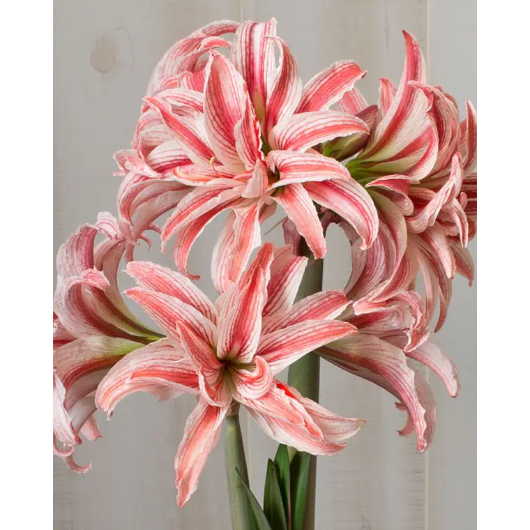 Bulbo Amaryllis Doublet 26/28 1