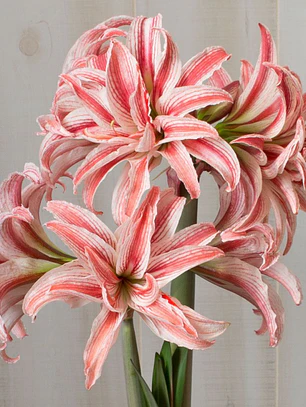 Bulbo Amaryllis Doublet 26/28