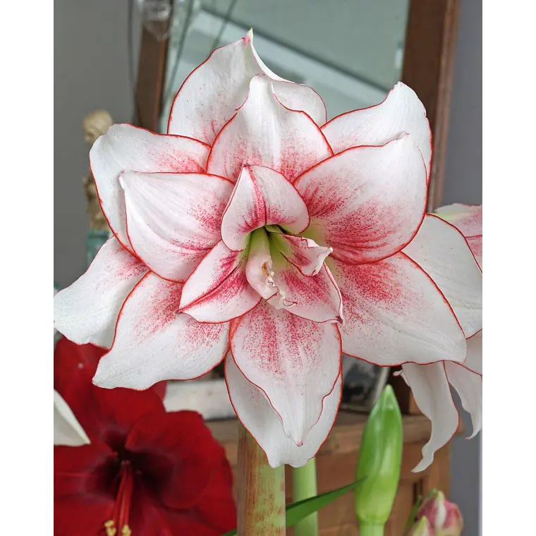 Bulbo Amaryllis Elvas 26/28 1