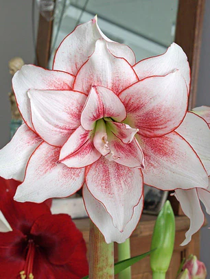Bulbo Amaryllis Elvas 26/28