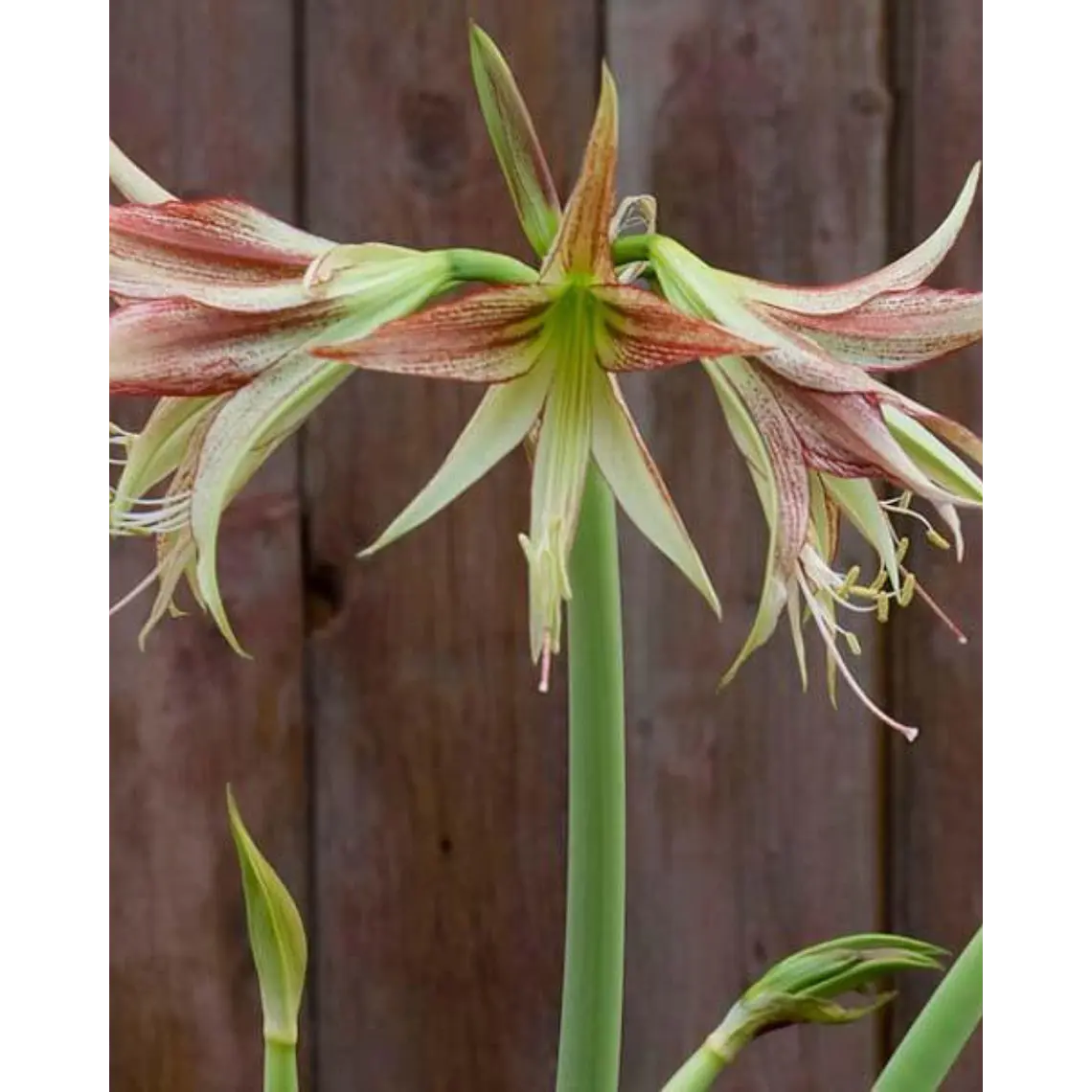 Bulbo Amaryllis Emerald 26/28 1