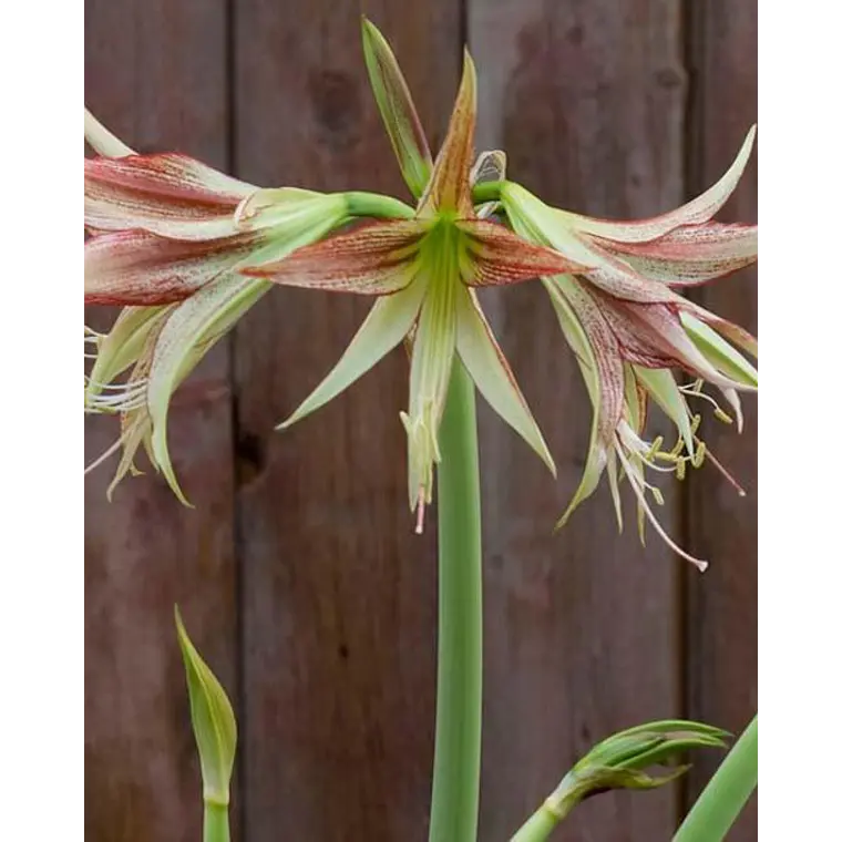 Bulbo Amaryllis Emerald 26/28 1