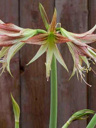 Bulbo Amaryllis Emerald 26/28