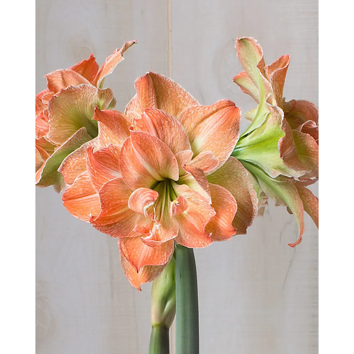Bulbo Amaryllis Exotic Nymph 22/24 1