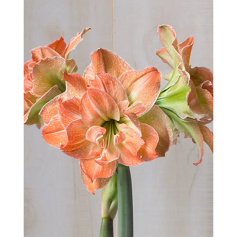 Bulbo Amaryllis Exotic Nymph 22/24 1