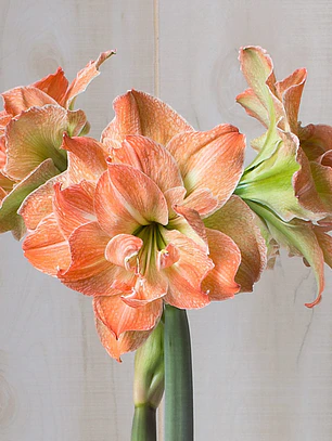Bulbo Amaryllis Exotic Nymph 22/24