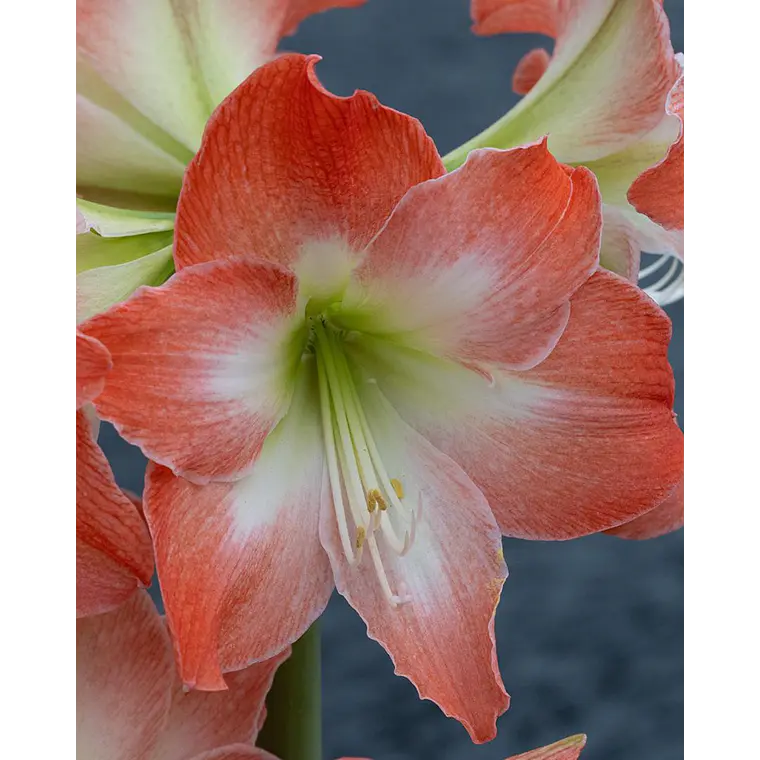 Bulbo Amaryllis King Star serenity 26/28 1
