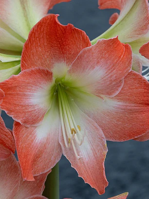 Bulbo Amaryllis King Star serenity 26/28
