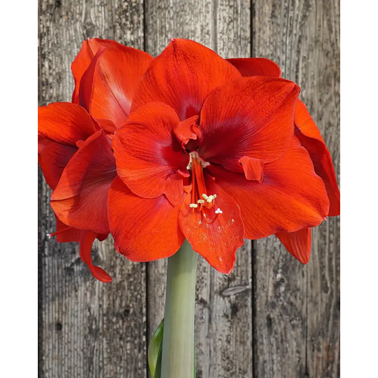 Bulbo Amaryllis Lion King 26/28 1