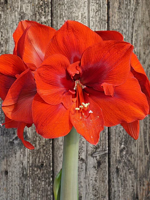 Bulbo Amaryllis Lion King 26/28