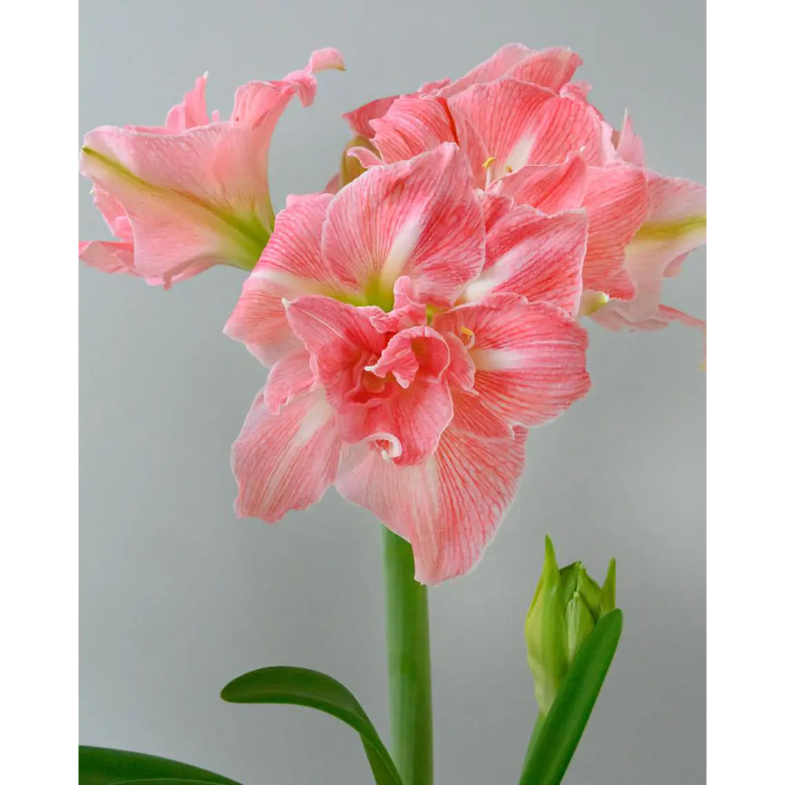 Bulbo Amaryllis Lovely Nymph 26/28 1