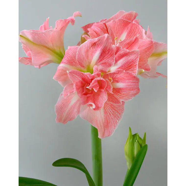 Bulbo Amaryllis Lovely Nymph 26/28 1
