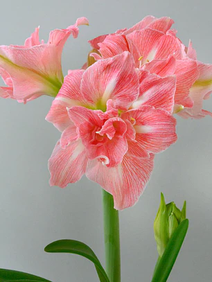 Bulbo Amaryllis Lovely Nymph 26/28