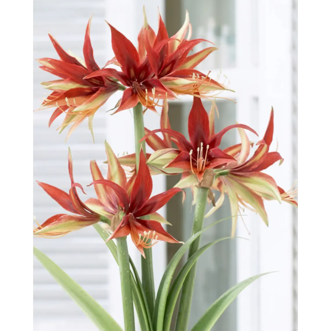 Bulbo amaryllis Merengue 26/28 1