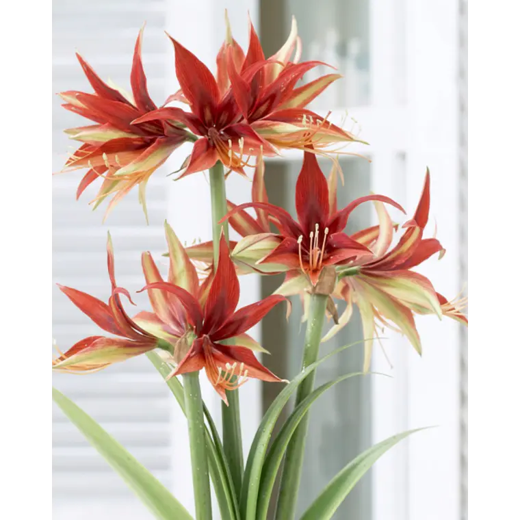 Bulbo amaryllis Merengue 26/28 1