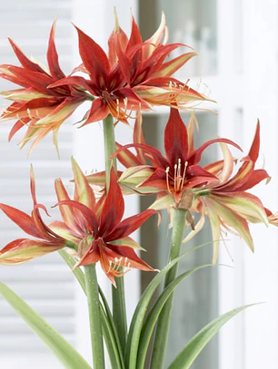 Bulbo amaryllis Merengue 26/28