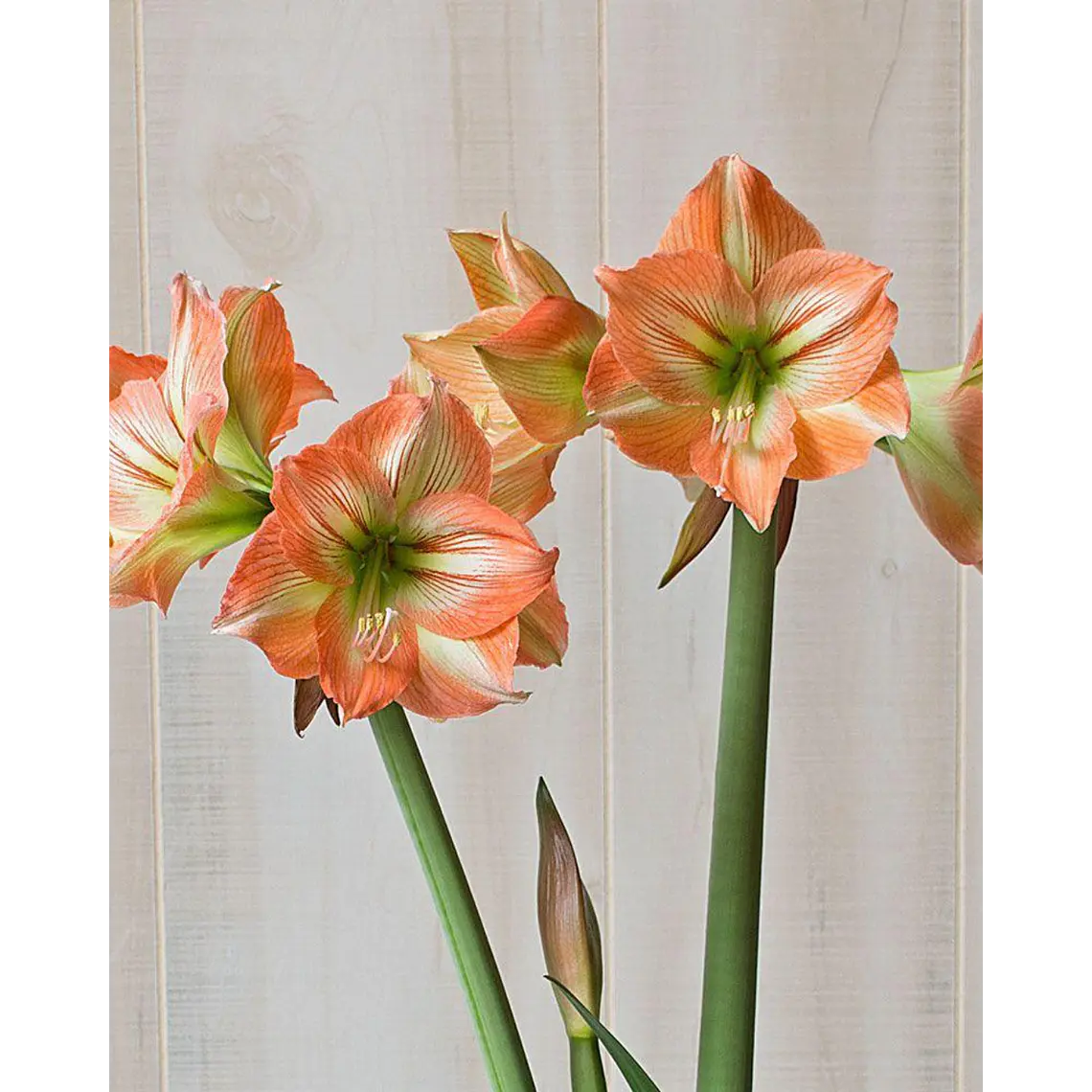 Bulbo Amaryllis Naomi 26/28 1