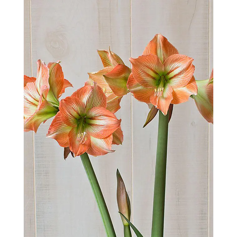 Bulbo Amaryllis Naomi 26/28 1