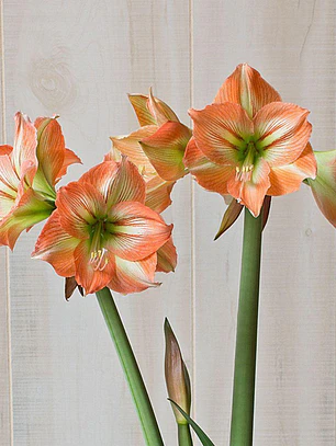 Bulbo Amaryllis Naomi 26/28