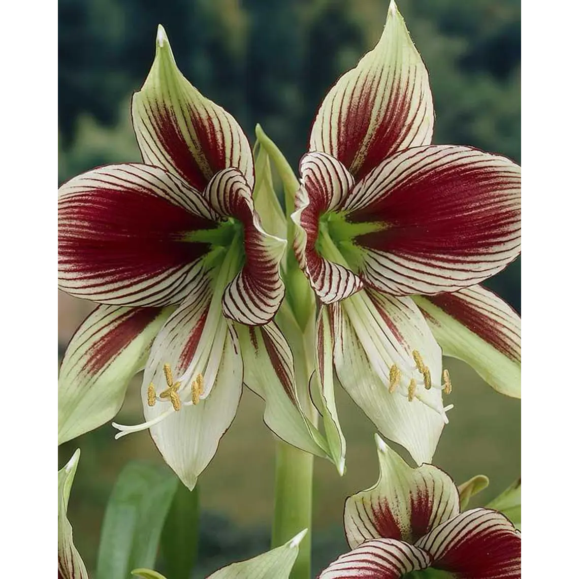 Bulbo Amaryllis Papilio 15/18 1