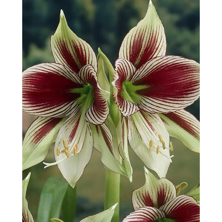 Bulbo Amaryllis Papilio 15/18 1