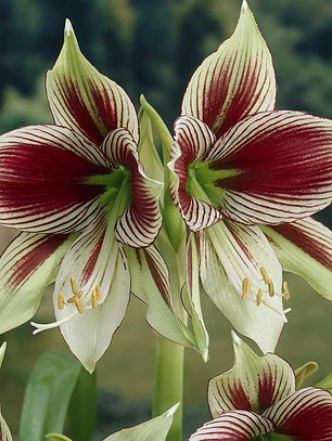 Bulbo Amaryllis Papilio 15/18