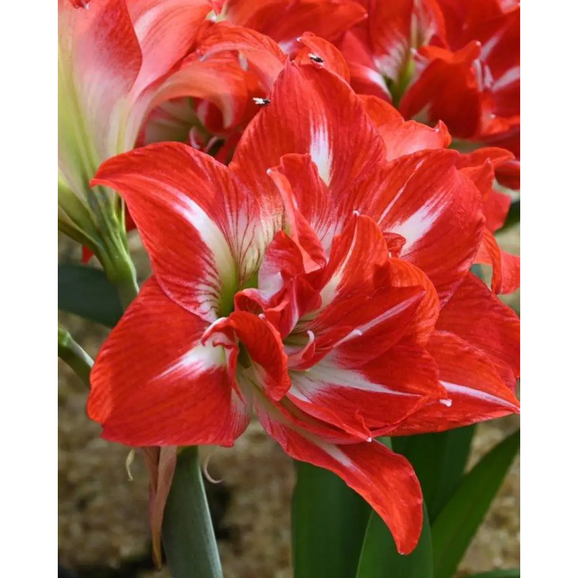 Bulbo Amaryllis Party Nymph 24/26 1