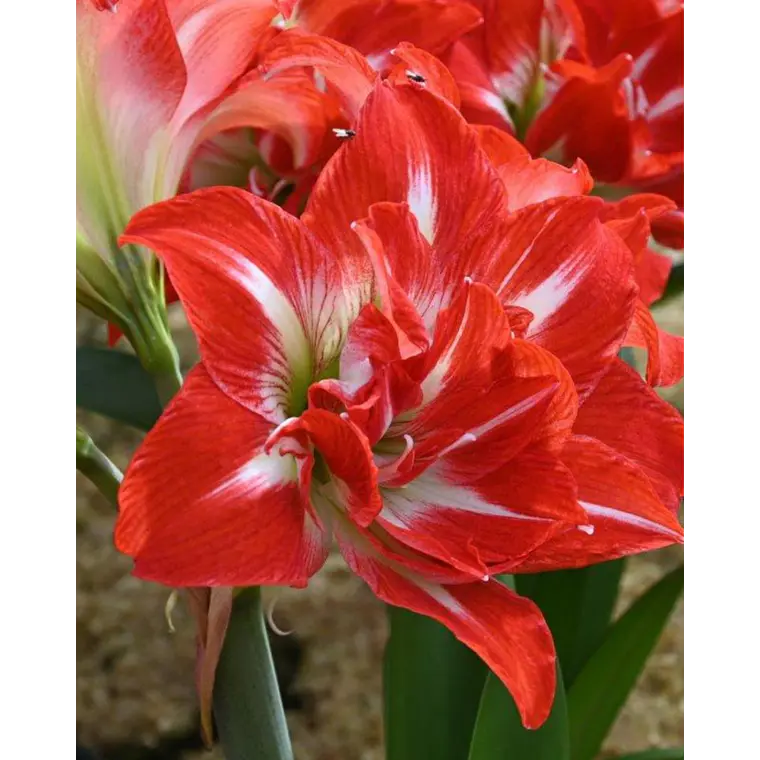Bulbo Amaryllis Party Nymph 24/26 1