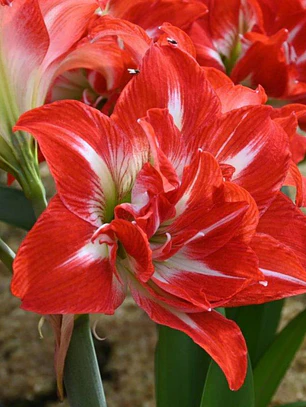 Bulbo Amaryllis Party Nymph 24/26