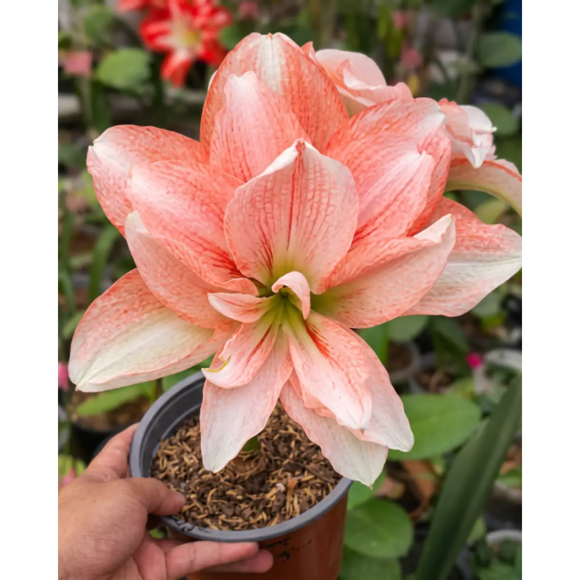 Bulbo Amaryllis Pink Glory 26/28 1